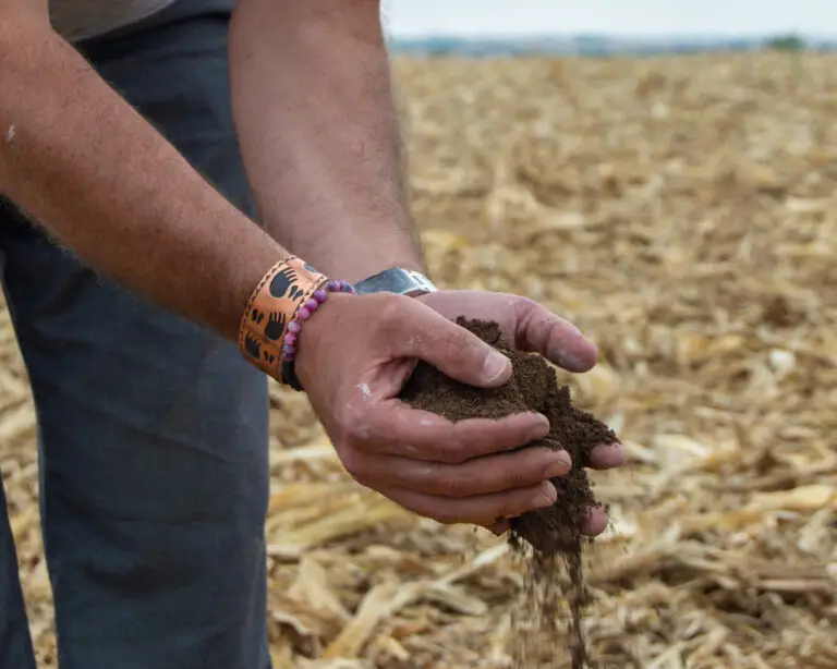 A person holding soil in their hands in a field with dry corn stalks scattered on the ground. The individual wears a beaded bracelet and an orange patterned wristband.